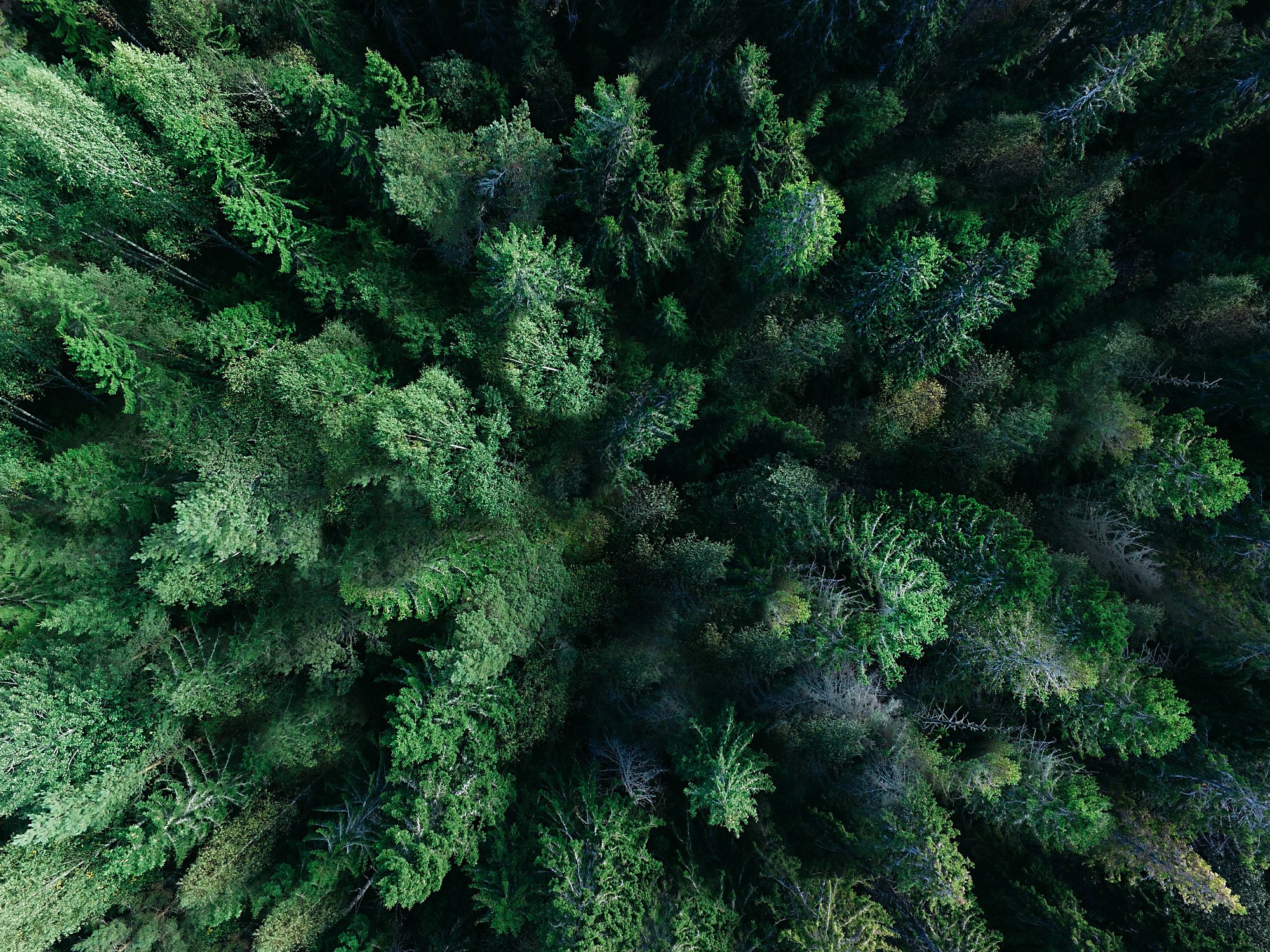 Bird's-eye view of evergreen trees